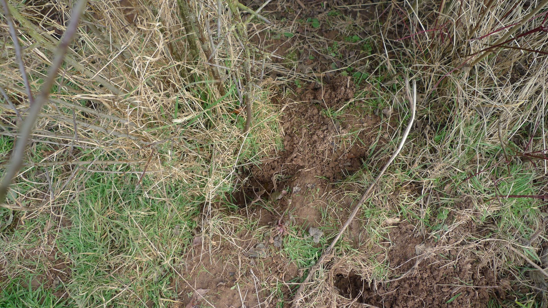 Badger surveys Darwin Ecology Ltd
